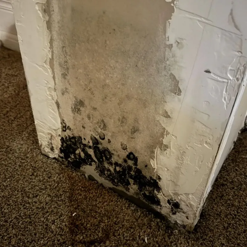Professional Mold Removal in New Ipswich, NH
